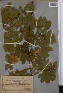 Rosa corymbifera Borkh., Middle Asia, Western Tian Shan & Karatau (M3) (Uzbekistan)
