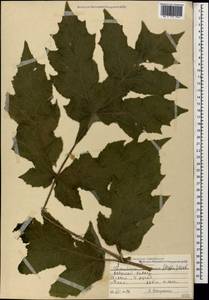 Heracleum asperum (Hoffm.) M. Bieb., Caucasus, North Ossetia, Ingushetia & Chechnya (K1c) (Russia)