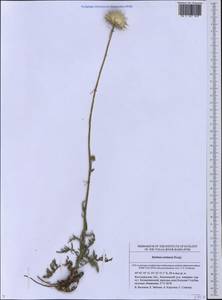 Jurinea cretacea Bunge, Eastern Europe, Lower Volga region (E9) (Russia)