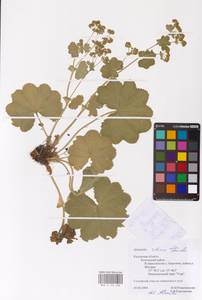 Alchemilla sibirica Zämelis, Eastern Europe, Central region (E4) (Russia)