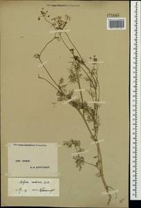 Bifora radians M. Bieb., Crimea (KRYM) (Russia)