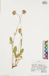 Anthyllis vulneraria subsp. polyphylla (DC.)Nyman, p.p., Eastern Europe, Central region (E4) (Russia)