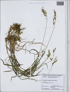 Bromus pumpellianus Scribn., Siberia, Western Siberia (S1) (Russia)