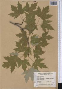 Acer saccharinum L., America (AMER) (Canada)