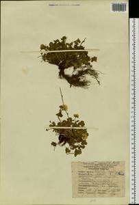 Potentilla hyparctica Malte, Siberia, Yakutia (S5) (Russia)