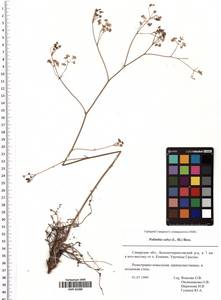 Palimbia rediviva (Pall.) Thell., Eastern Europe, Middle Volga region (E8) (Russia)
