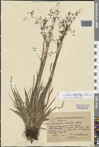 Luzula wahlenbergii Rupr., Siberia, Western Siberia (S1) (Russia)