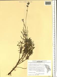 Lavandula angustifolia subsp. pyrenaica (DC.) Guinea, Eastern Europe, Moldova (E13a) (Moldova)