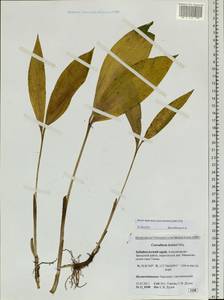 Convallaria keiskei Miq., Siberia, Baikal & Transbaikal region (S4) (Russia)