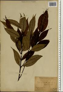 Rubiaceae, South Asia, South Asia (Asia outside ex-Soviet states and Mongolia) (ASIA) (Japan)