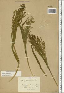 Panicum miliaceum L., Eastern Europe, Central forest-and-steppe region (E6) (Russia)
