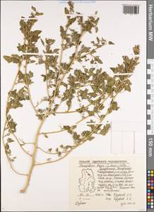 Chenopodium karoi (Murr) Aellen, Eastern Europe, Volga-Kama region (E7) (Russia)