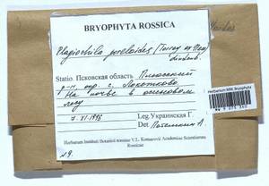 Plagiochila porelloides (Torr. ex Nees) Lindenb., Bryophytes, Bryophytes - Novgorod & Pskov Oblasts (B5) (Russia)