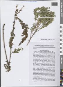 Artemisia laciniata Willd., Siberia, Russian Far East (S6) (Russia)
