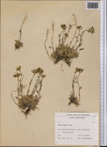 Draba glabella Pursh, America (AMER) (Greenland)