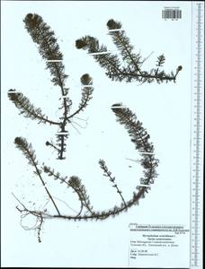 Myriophyllum verticillatum L., Eastern Europe, Central region (E4) (Russia)