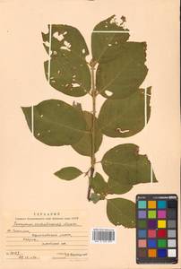 Euonymus sachalinensis (F.Schmidt) Maxim., Siberia, Russian Far East (S6) (Russia)