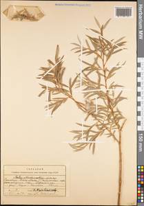 Salix capusii Franch., Middle Asia, Western Tian Shan & Karatau (M3) (Kazakhstan)