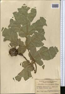 Heracleum lehmannianum Bunge, Middle Asia, Western Tian Shan & Karatau (M3) (Uzbekistan)