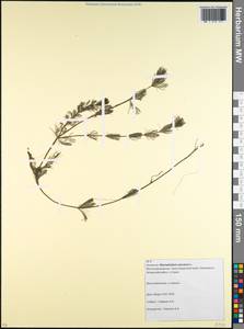 Myriophyllum spicatum L., Caucasus, Krasnodar Krai & Adygea (K1a) (Russia)