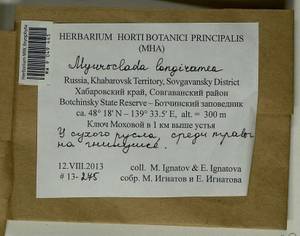 Myuroclada longiramea (Müll. Hal.) Min Li, Y.F. Wang, Ignatov & Huttunen, Bryophytes, Bryophytes - Russian Far East (excl. Chukotka & Kamchatka) (B20) (Russia)