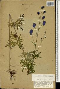 Aconitum ambiguum subsp. baicalense (Turcz. ex Rapaics) Vorosch., Mongolia (MONG) (Mongolia)