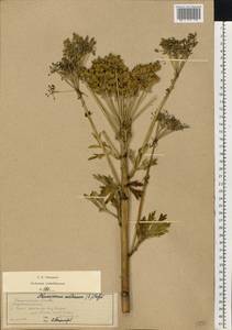 Pleurospermum austriacum (L.) Hoffm., Eastern Europe, West Ukrainian region (E13) (Ukraine)