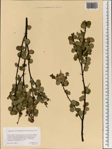 Betula, Mongolia (MONG) (Mongolia)
