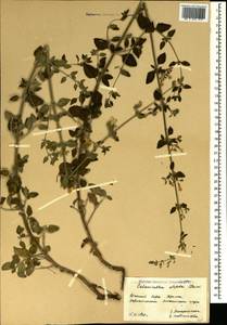 Clinopodium nepeta (L.) Kuntze, Crimea (KRYM) (Russia)