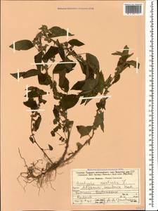 Acalypha australis L., Caucasus, Georgia (K4) (Georgia)