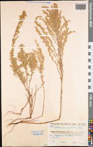Artemisia austriaca Jacq., Eastern Europe, North Ukrainian region (E11) (Ukraine)