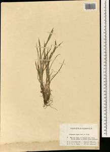 Polypogon fugax Nees ex Steud., South Asia, South Asia (Asia outside ex-Soviet states and Mongolia) (ASIA) (China)