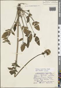 Valeriana cardamines M.Bieb., Caucasus, North Ossetia, Ingushetia & Chechnya (K1c) (Russia)