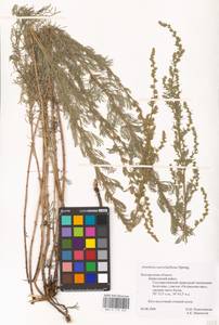 Artemisia marschalliana Spreng., Eastern Europe, Central forest-and-steppe region (E6) (Russia)