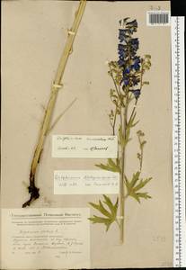 Delphinium cuneatum Stev. ex DC., Eastern Europe, Eastern region (E10) (Russia)
