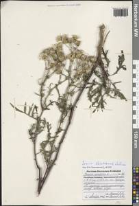 Jacobaea schischkiniana (Sofieva) B.Nord., Eastern Europe, Lower Volga region (E9) (Russia)