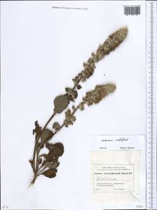 Verbascum ovalifolium Donn. Sm. ex Sims, Eastern Europe, Rostov Oblast (E12a) (Russia)