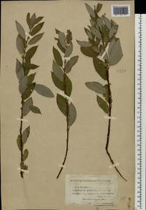 Salix vaudensis Schleich. ex J.Forbes, Eastern Europe, Central forest region (E5) (Russia)