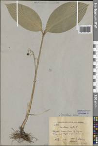 Convallaria keiskei Miq., Siberia, Russian Far East (S6) (Russia)