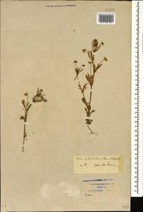 Viola kitaibeliana Schult., Caucasus, Krasnodar Krai & Adygea (K1a) (Russia)