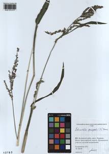 Echinochloa crus-galli (L.) P.Beauv., Siberia, Altai & Sayany Mountains (S2) (Russia)