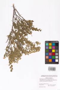 Spiraea crenata L., Eastern Europe, Eastern region (E10) (Russia)