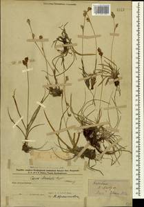 Carex michelii Host, Caucasus, Azerbaijan (K6) (Azerbaijan)