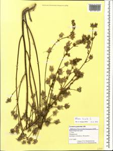 Althaea hirsuta L., Caucasus, Black Sea Shore (from Novorossiysk to Adler) (K3) (Russia)