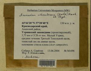 Anomodon viticulosus (Hedw.) Hook. & Taylor, Bryophytes, Bryophytes - North Caucasus & Ciscaucasia (B12) (Russia)