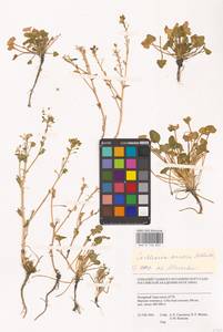Cochlearia groenlandica L., Siberia, Western Siberia (S1) (Russia)