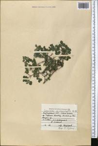 Lonicera microphylla Willd. ex Roem. & Schult., Middle Asia, Northern & Central Tian Shan (M4) (Kyrgyzstan)