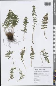 Woodsia ilvensis (L.) R. Br., Siberia, Baikal & Transbaikal region (S4) (Russia)