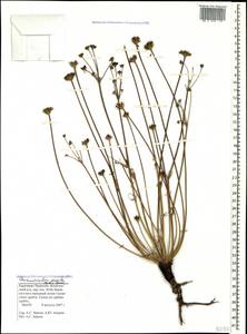 Chamaesciadium acaule (M. Bieb.) Boiss., Caucasus, Stavropol Krai, Karachay-Cherkessia & Kabardino-Balkaria (K1b) (Russia)