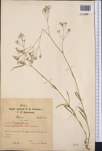 Gypsophila altissima L., Middle Asia, Northern & Central Kazakhstan (M10) (Kazakhstan)